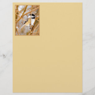 Black-Capped Chickadee - Original Photograph