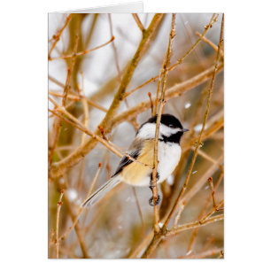 Black-Capped Chickadee - Original Photograph