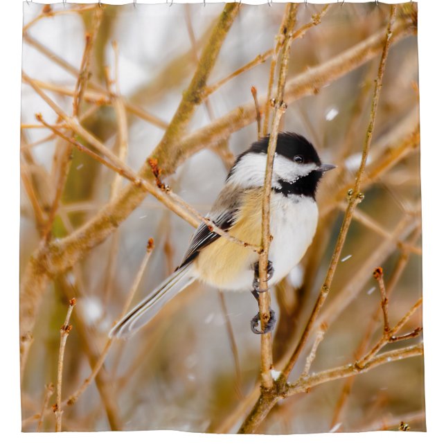 Black-Capped Chickadee - Original Photograph (Front)