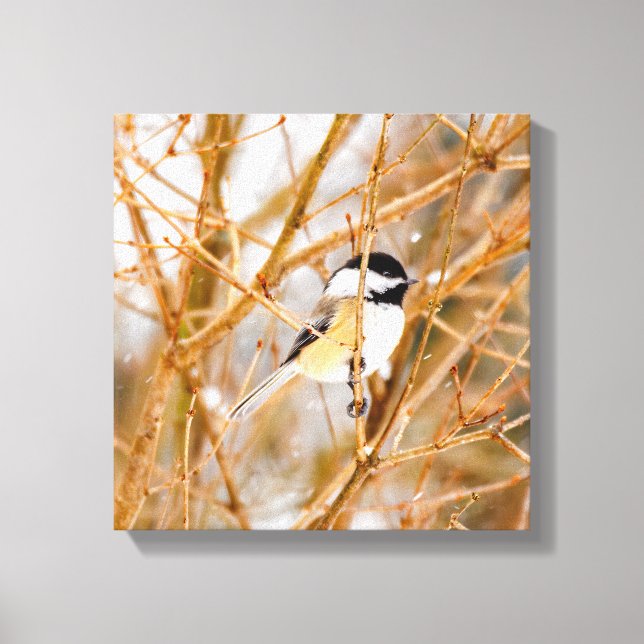Black-Capped Chickadee - Original Photograph Canvas Print (Front)