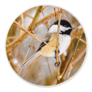 Black-Capped Chickadee - Original Photograph Ceramic Knob