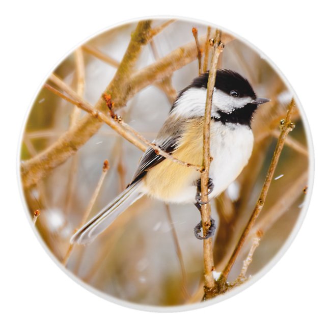 Black-Capped Chickadee - Original Photograph Ceramic Knob (Front)