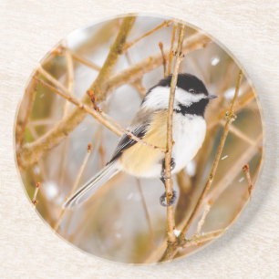 Black-Capped Chickadee - Original Photograph Coaster