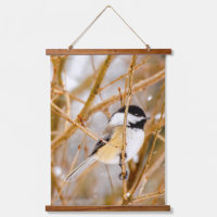 Black-Capped Chickadee - Original Photograph
