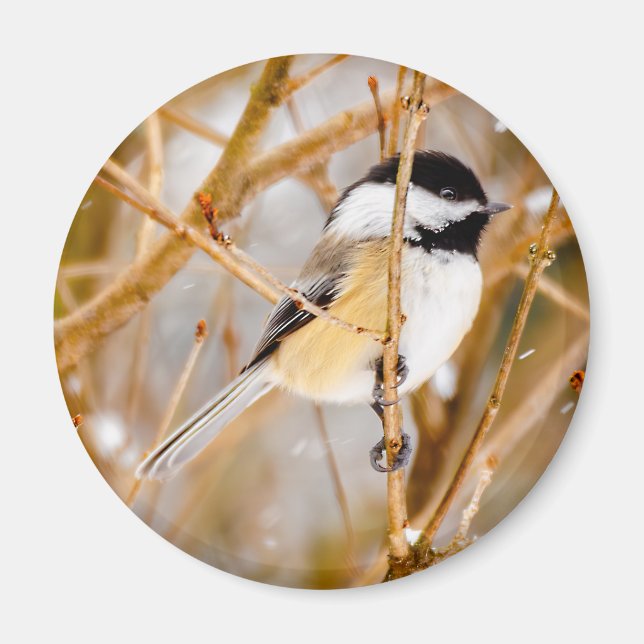 Black-Capped Chickadee - Original Photograph Magnet (Front)