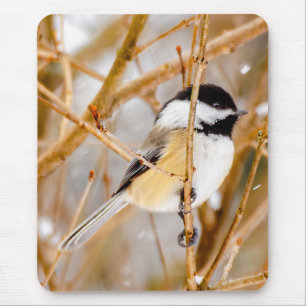 Black-Capped Chickadee - Original Photograph Mouse Pad