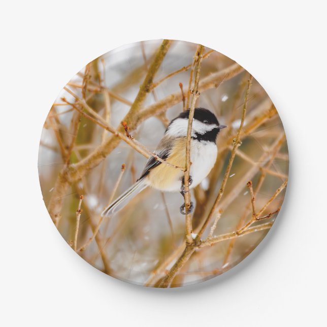 Black-Capped Chickadee - Original Photograph Paper Plate (Front)