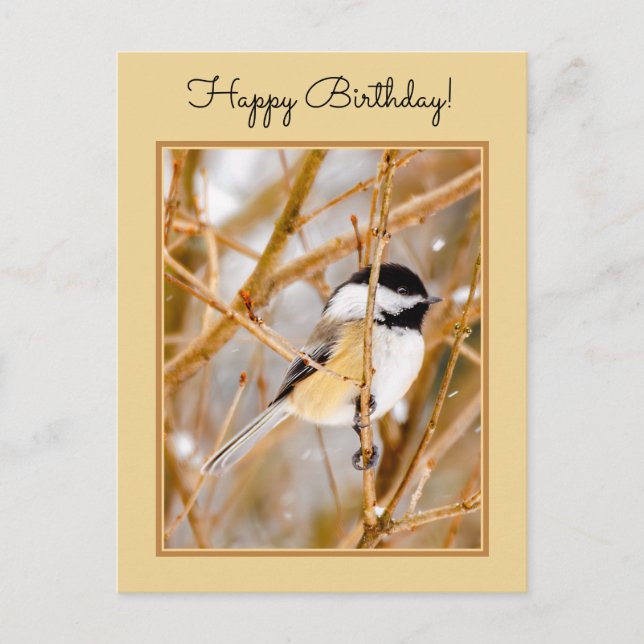 Black-Capped Chickadee - Original Photograph Postcard (Front)