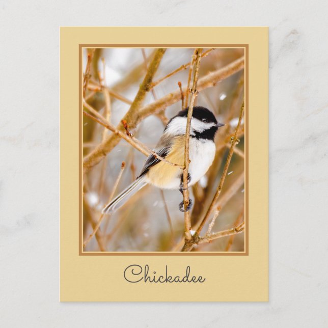 Black-Capped Chickadee - Original Photograph Postcard (Front)