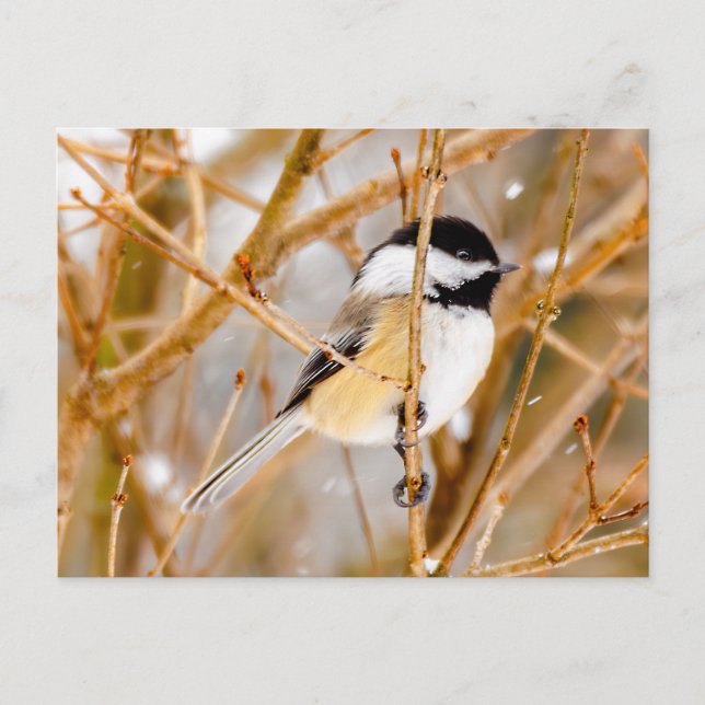 Black-Capped Chickadee - Original Photograph Postcard (Front)