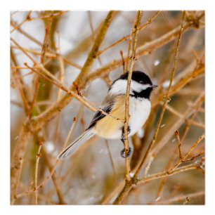 Black-Capped Chickadee - Original Photograph Poster