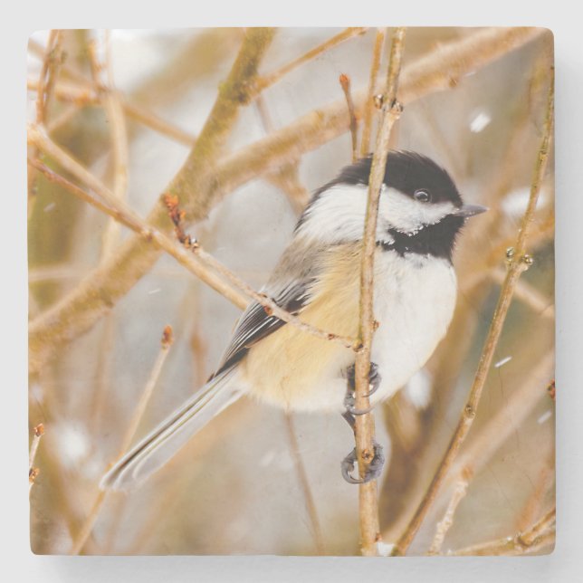Black-Capped Chickadee - Original Photograph Stone Coaster (Front)