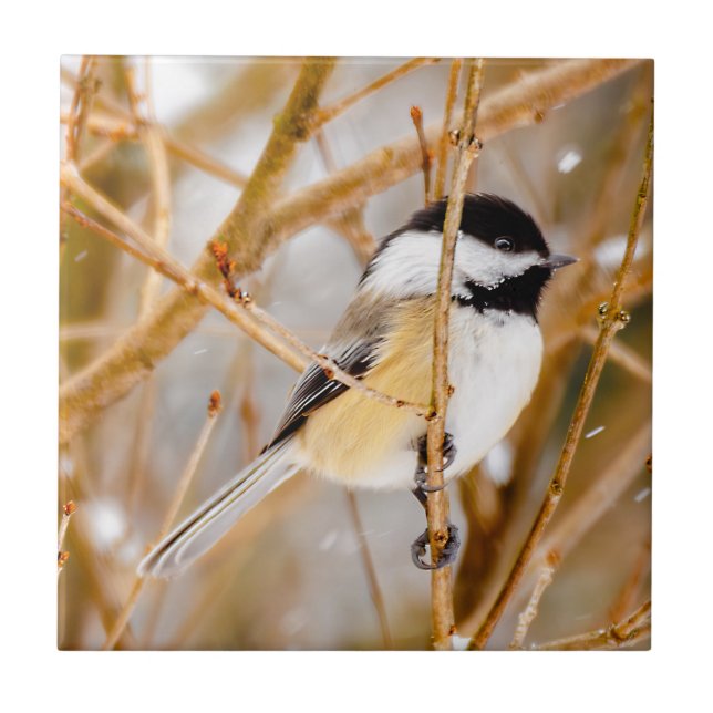 Black-Capped Chickadee - Original Photograph Tile (Front)