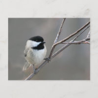Black Capped Chickadee Photo