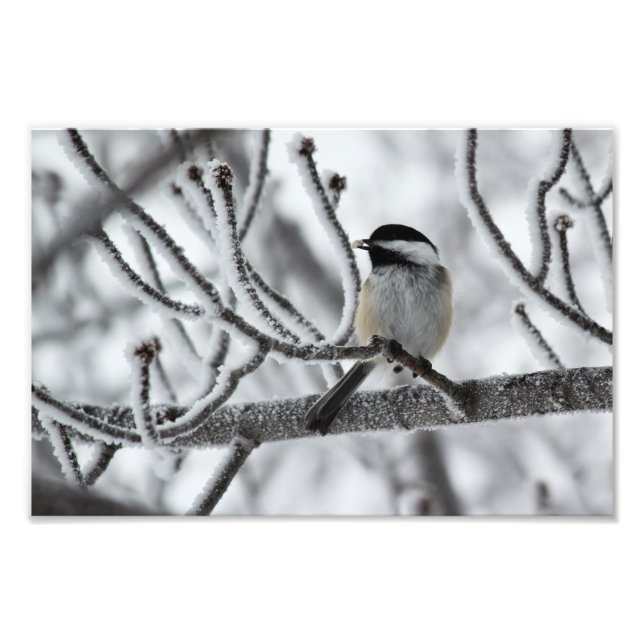 Black-capped Chickadee Photo Print (Front)