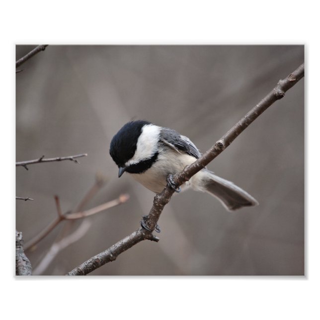 Black Capped Chickadee Photo Print (Front)