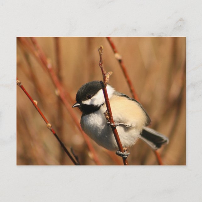 Black Capped Chickadee Postcard (Front)