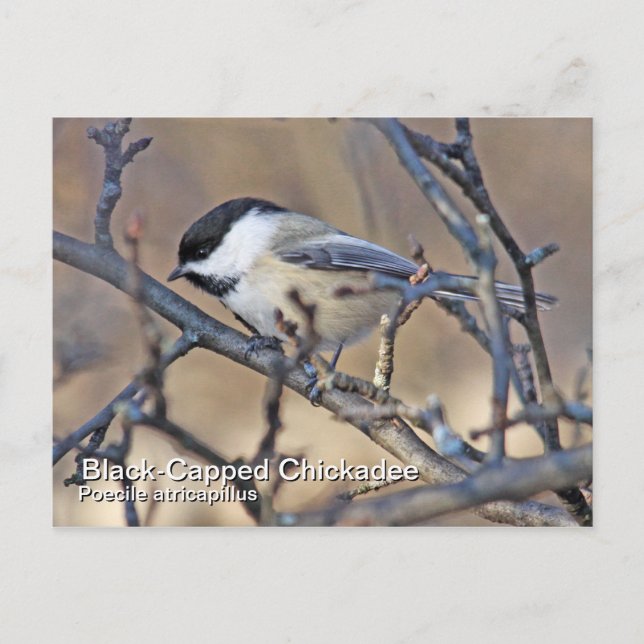 Black-Capped Chickadee Postcard (Front)