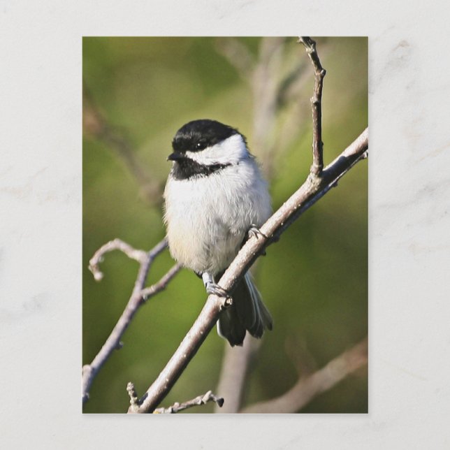Black-capped chickadee postcard (Front)
