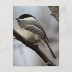 Black Capped Chickadee Postcard
