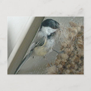 Black-capped Chickadee Postcard