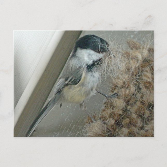 Black-capped Chickadee Postcard (Front)