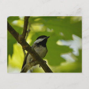 BLACK-CAPPED CHICKADEE POSTCARD