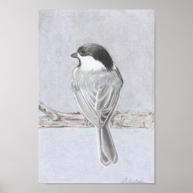 Black-Capped Chickadee Poster (Front)