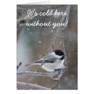 Black-capped Chickadee - Songbird