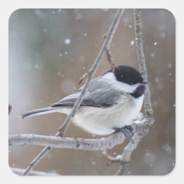 Black-capped Chickadee - Songbird Square Sticker (Front)