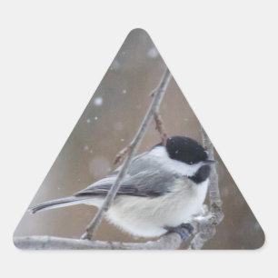 Black-capped Chickadee - Songbird Triangle Sticker