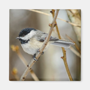 Black Capped Chickadee Square Magnet