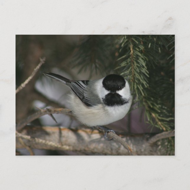 Black Capped Chickadee Wildlife Series #3 Carte po (Devant)