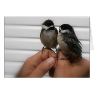 Black Capped Chickadees