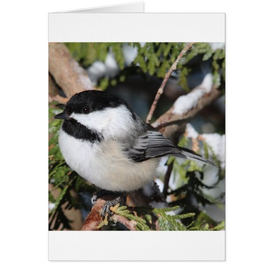 Black-capped Cickadee Card