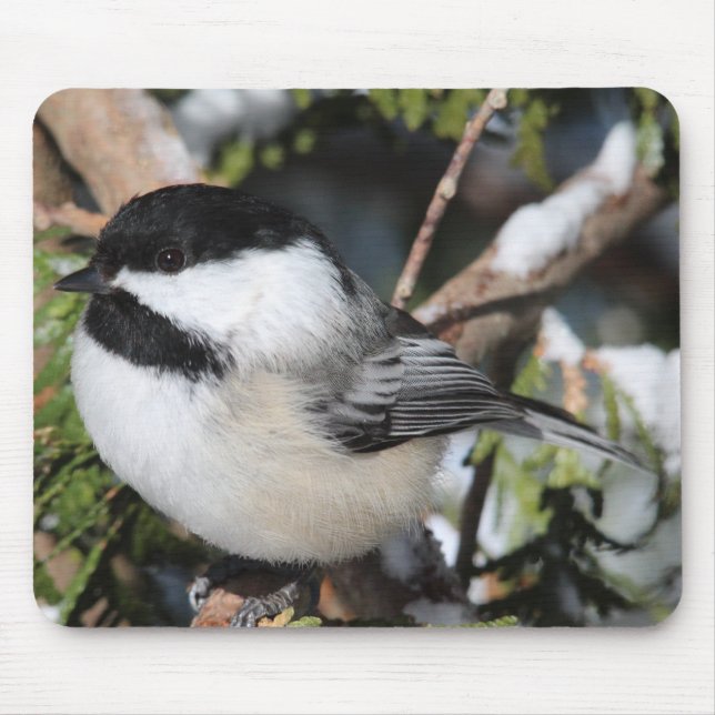Black-capped Cickadee Mouse Pad (Front)