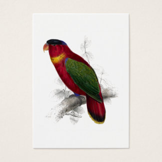 Black-Capped Lory by Edward Lear