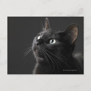 Black cat against black background, close-up postcard
