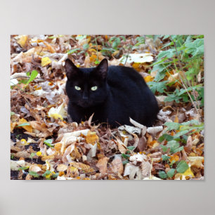 Black Cat  Autumn Photo Value Poster Paper (Matte)