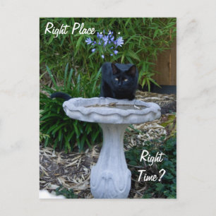Black Cat Birdbath Postcard