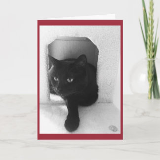 Black Cat Christmas Card