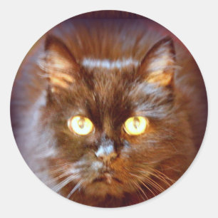 black cat classic round sticker