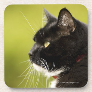 Black Cat Coaster