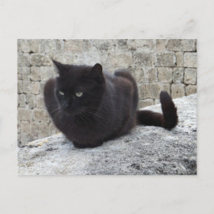 Black Cat custom postcard