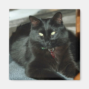 Black Cat Enjoys The Sun Magnet