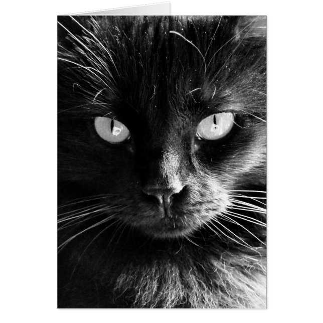 Black Cat Face, Eyes, Nose, Whiskers blank notes (Front)