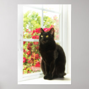 Black Cat Framed in White Poster