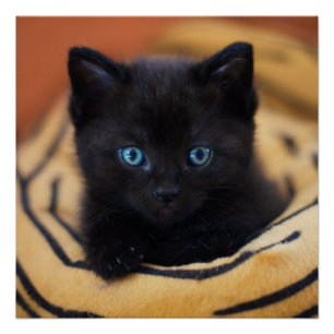 black cat Glossy Poster 