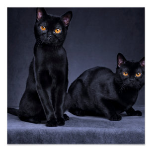black cat Glossy Poster 