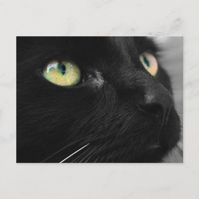 Black Cat Green Eyes Postcard (Front)